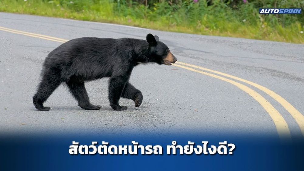 สัตว์ตัดหน้ารถ ทำยังไงดี? - ข่าวในวงการรถยนต์